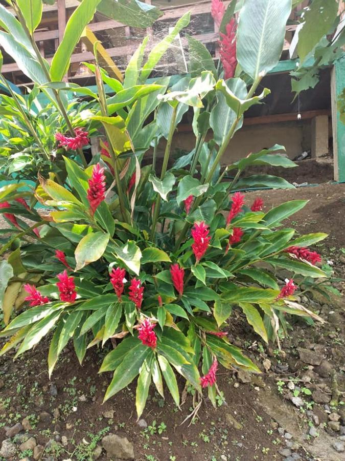 Guest House Quinta Natural Bangalots Graca Exterior foto