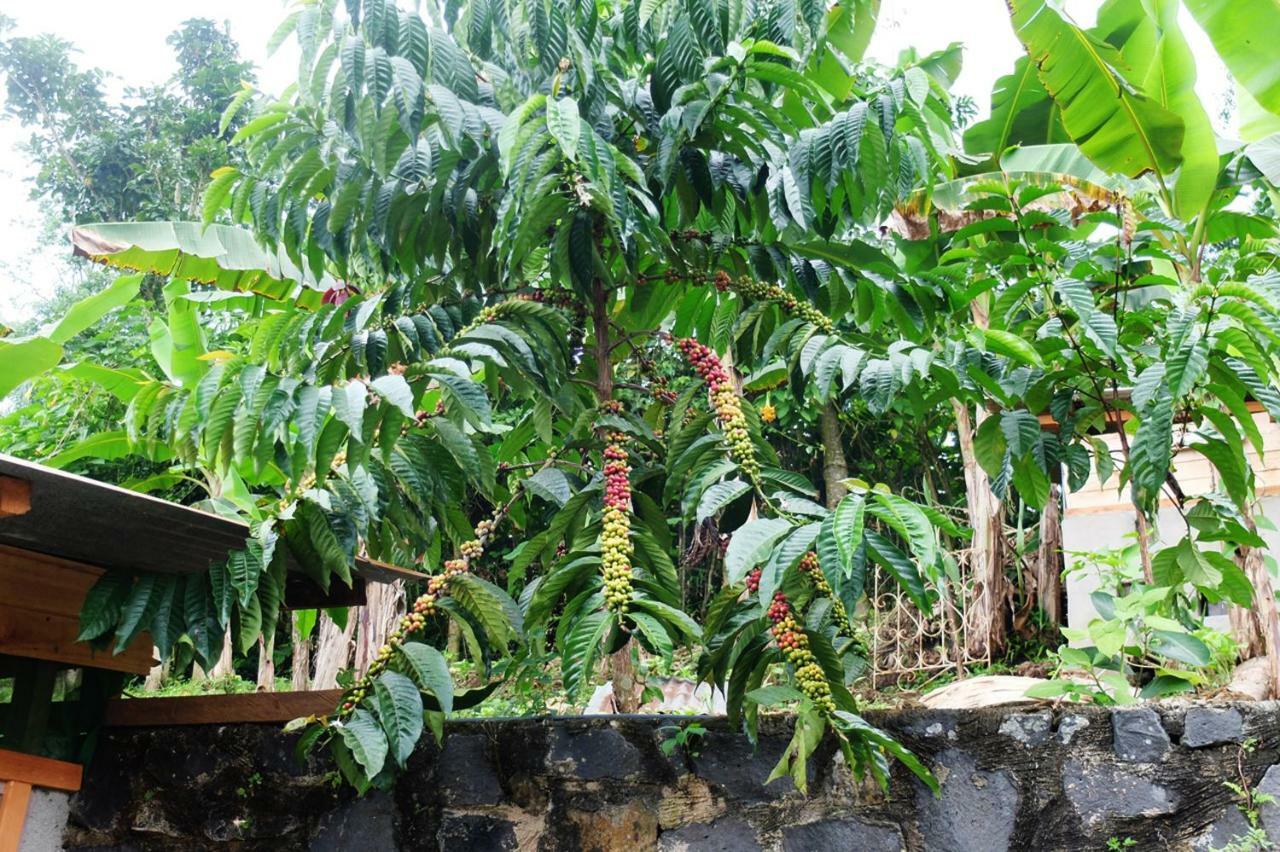 Guest House Quinta Natural Bangalots Graca Exterior foto